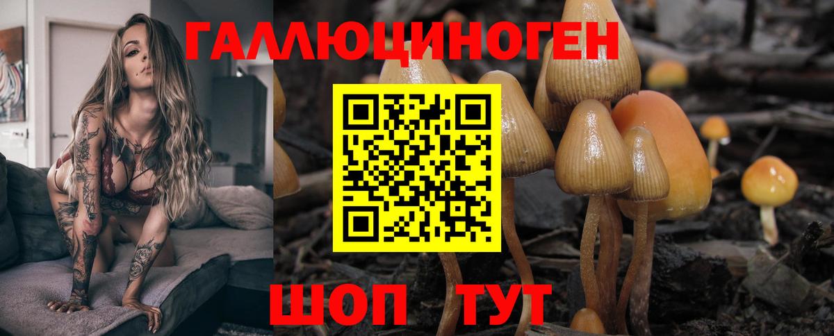 Галлюциногенные грибы Psilocybe Кувандык